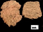 Coulbourn body sherds from Wolfe Neck, site 7S-D-10/3-Courtesy of the Delaware State Museums.